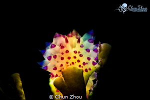 Colourful Nudi in the dark by Chun Zhou 